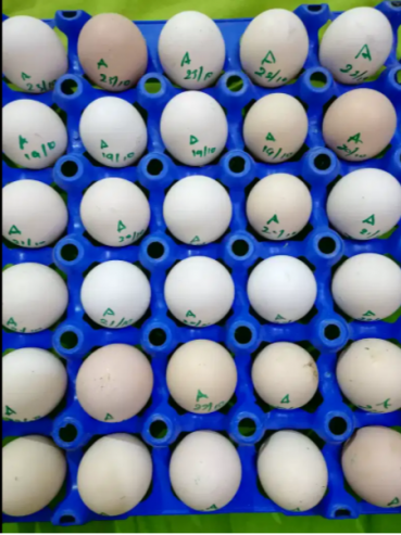 Ausralorp-RIR-eggs-for-sale-in-Rawalpindi