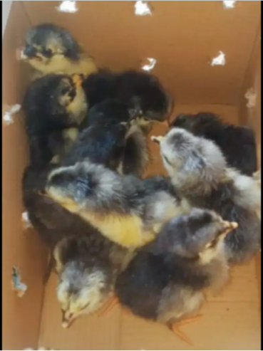 Australorp-chicks-for-Sale-Bahawalpur