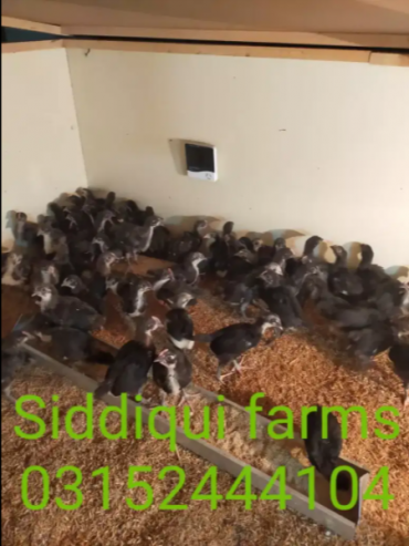 Australorp-chicks-for-Sale-Karachi