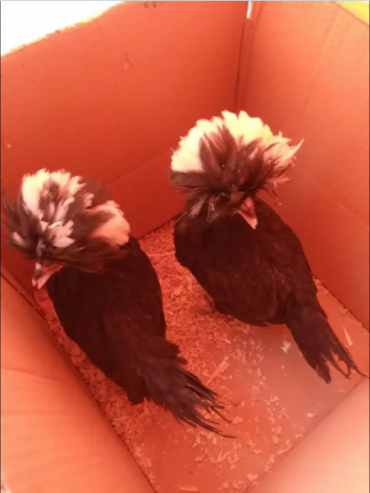 Black-Polish-chicks-for-sale-in-Karachi