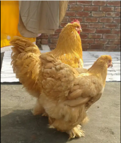 Golden-Heavy-Buff-chicks-Lahore