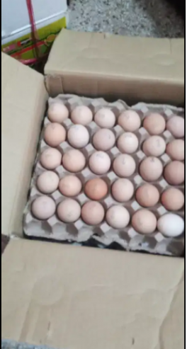 RIR-eggs-for-sale-in-Lahore