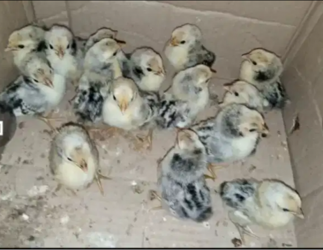Silver-Sebright-chicks-for-sale-in-Lahore