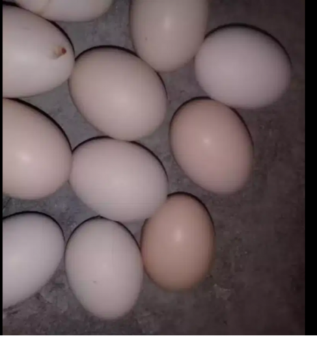 White-Heavy-Buff-Fertile-Eggs