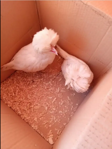 White-Polish-chicks-for-sale-in-Karachi