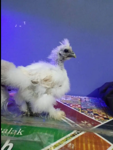 White-silky-one-months-old-chick