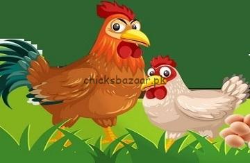 chicksbazaar-2