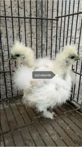 Silkie-Chicks-for-Sale
