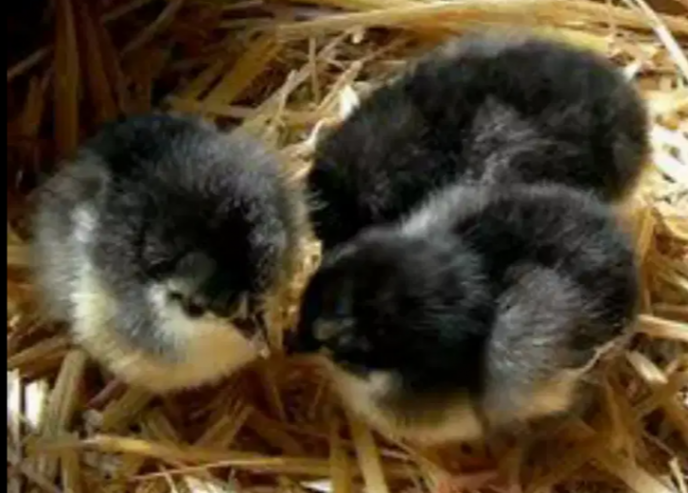 Australorp-chicks-1