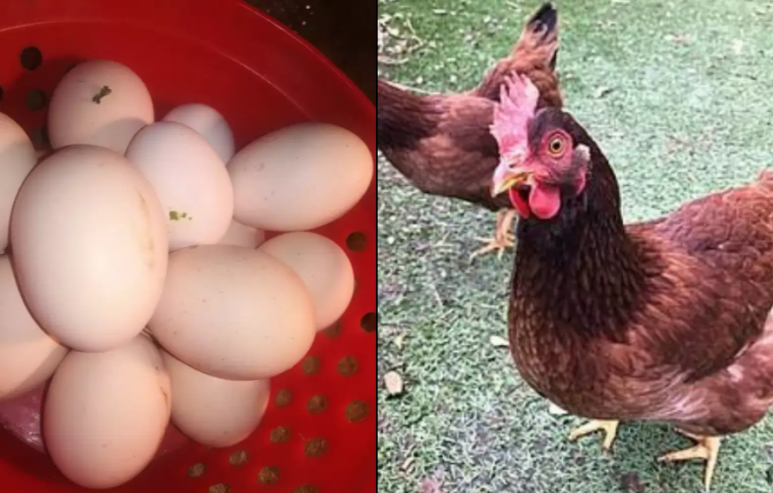 RIR-hen-fertile-eggs
