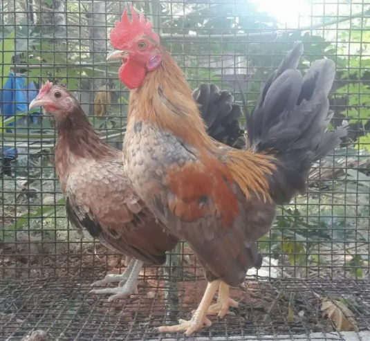 English-Game-Hens-pairs-For-Sale-1