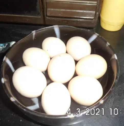 PlyMouth-Rock-Hens-Fresh-Fertile-Eggs-1