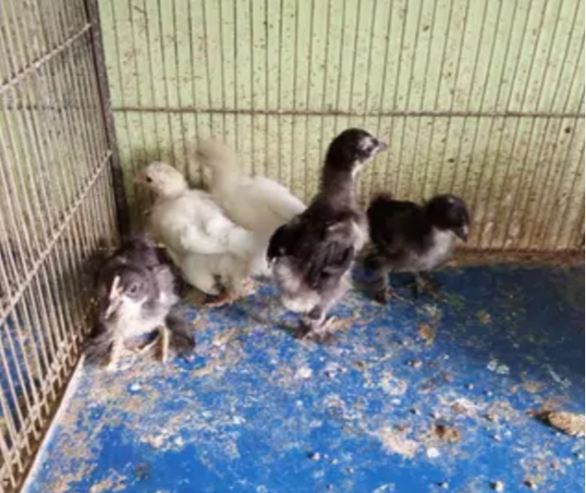 Black-White-Bantam-Buff-Chicks-2