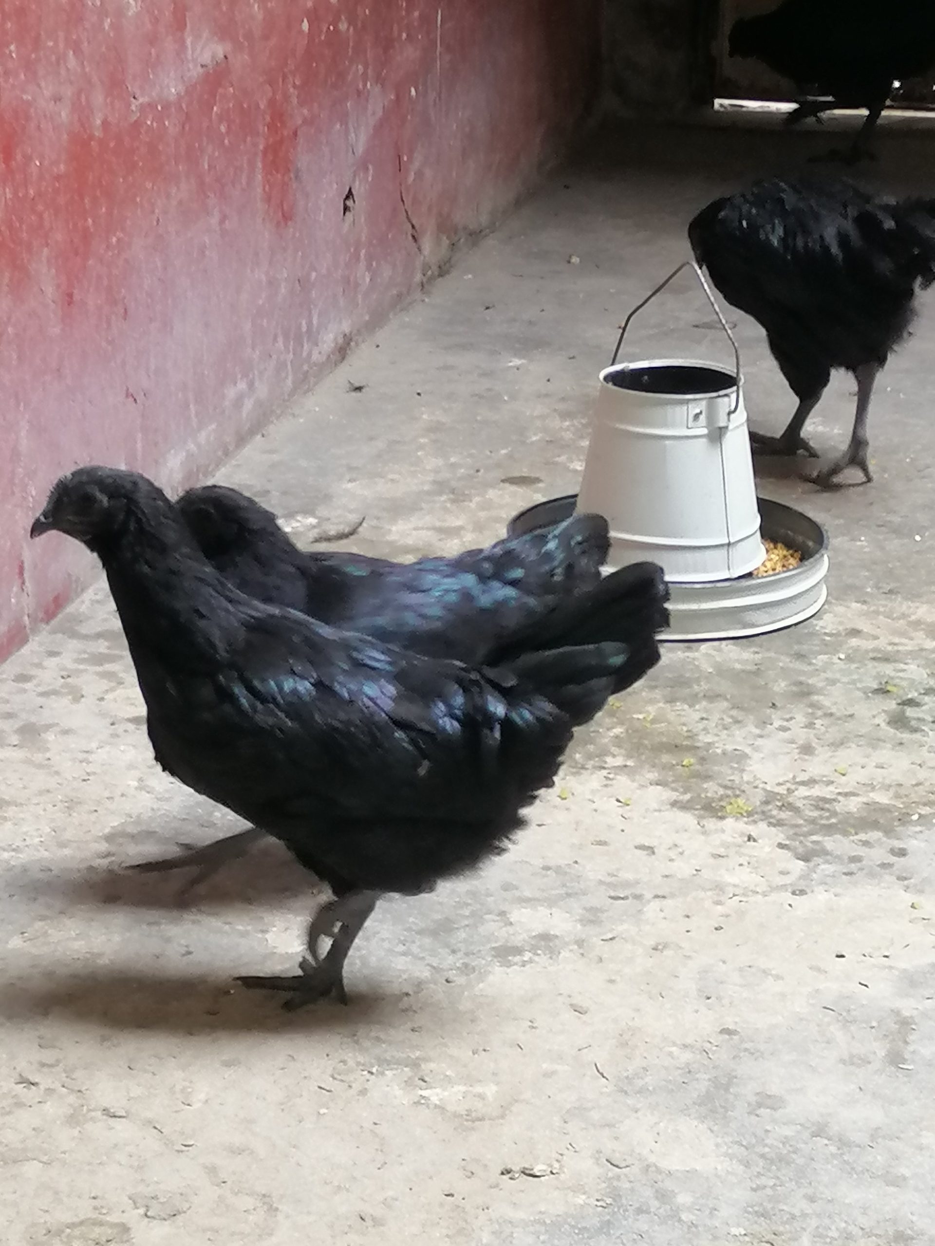 Ayam cemani two female ready to bread - ChicksBazaar