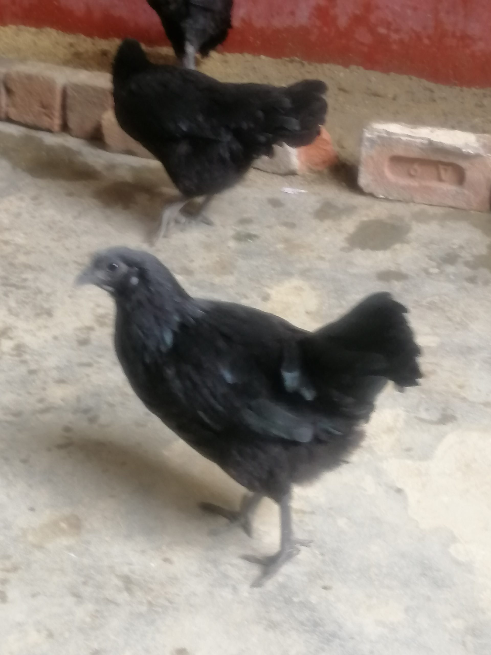 Ayam cemani two female ready to bread - ChicksBazaar