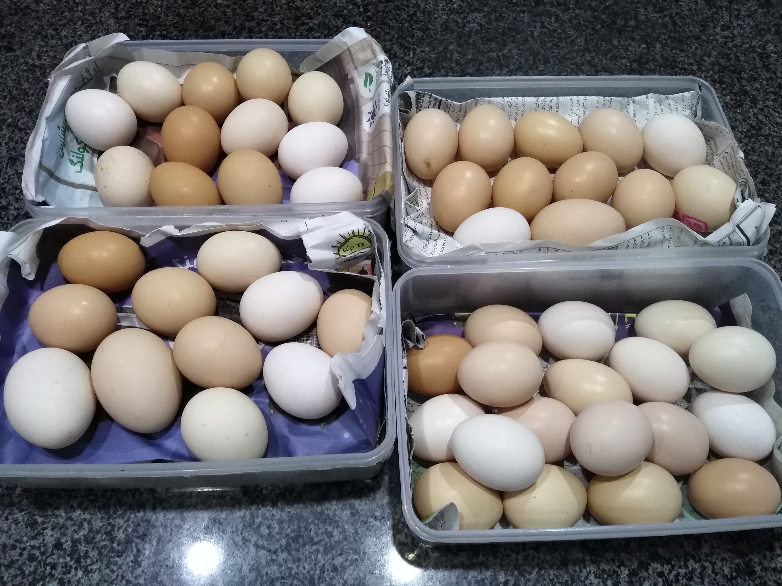 Australorp eggs - ChicksBazaar