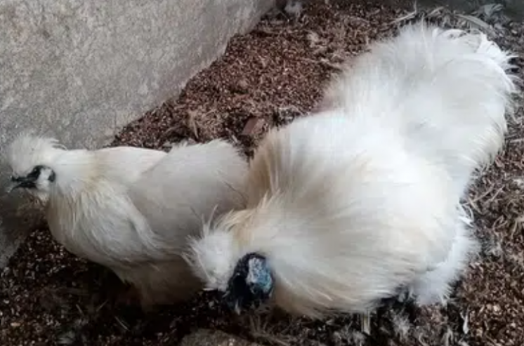 white-silkie-pair-for-sale